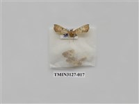 藏品(螟蛾246)的圖片